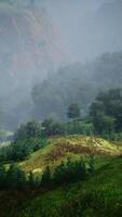 Aerial forest scenery European Fores video