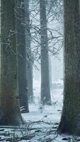 Tall trees in snow caps and in fog video