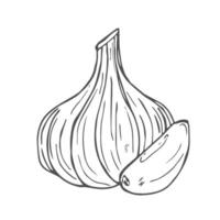 Garlic sketch. clove of garlic. sketch isolated background. vector