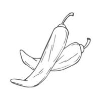 Chili pepper linear sketch. graphic. Doodle style vector