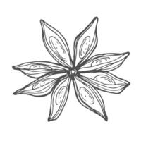 Outline drawing of an anise star. Spicy spice for coffee or mulled wine. Sticker. Icon. Isolate. EPS vector