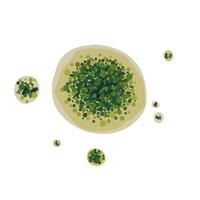 Aspergillus mold isolated on white background. Fungus realistic close up design vector