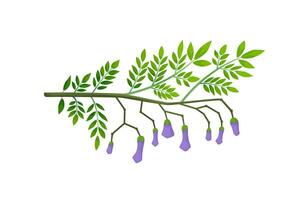 Jacaranda Mimosifolia tree, lilac flowers, buds and leaves on the branch. Flora in Australia and Portugal. vector