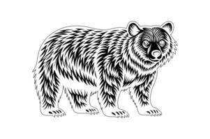 create custom bear illustration vector