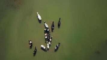 ein atemberaubend Antenne Aussicht von Kühe Weiden lassen friedlich im ein Schön, Grün Wasser Körper. Clip video