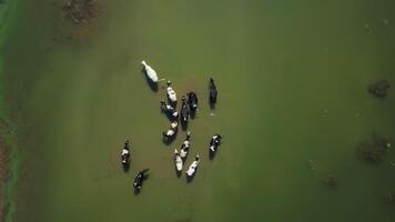 ein schön Antenne Aussicht präsentieren ein Herde von das Vieh Weiden lassen friedlich im ein üppig, Grün Feld. Clip video