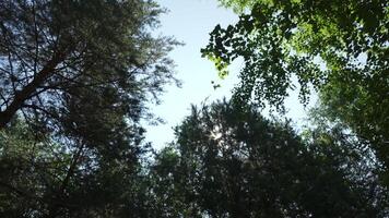 Sunlight Beaming Through Lush Green Trees In A Beautiful Natural Setting Of Nature. Clip video