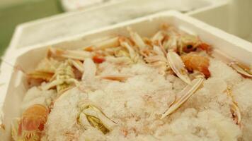 Royal shrimps with ice crumbles lie in white container video