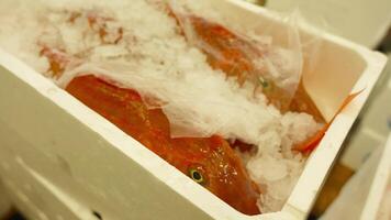 Fresh red mullet fish with ice crumbles in white container video