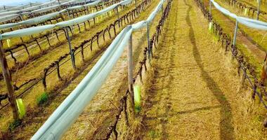 Grape vine rows in wide vineyard with white folded nets video