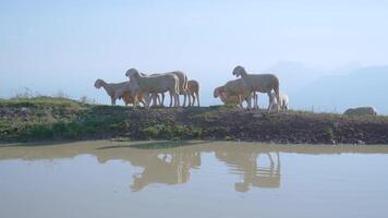 Sheep are walking in front of the puddle in the mountains video