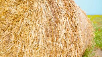 Haystack with hay on the green meadow in front of the sea video