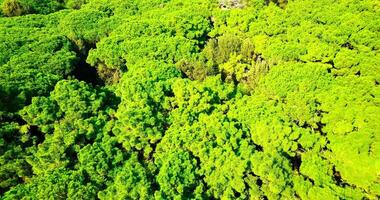 Green forest with countless high trees with dense foliage video