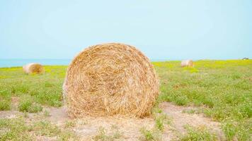 Haystack on the green field in front of the blue sea video
