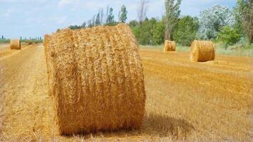 Yellow hay field with haystack video