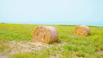 Dry hay stacks on the field in front of the sea video