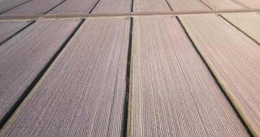 Boundless longitudinal rows of harvested brown fields video