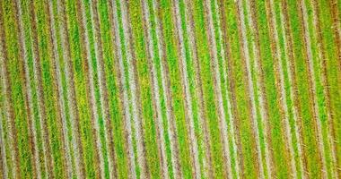 Vineyard with vine rows and green strips on wide field video