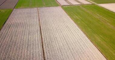 Plowed unseeded field plots and green sprouting terrain video