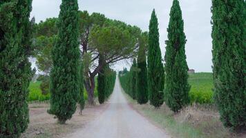 Road with green trees on the sides and grape plants in Tuscany video
