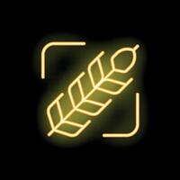 Neon glowing icon of wheat ear in frame on black background vector