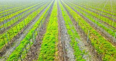 Vineyard with green wide plant strips dividing vine rows video