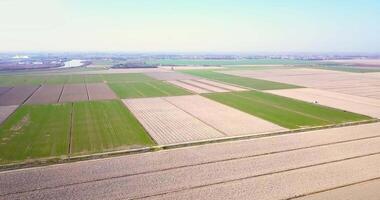 Boundless plowed and green sprouting fields in square shape video