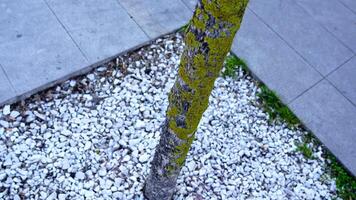 Thin tree trunk covered with green moss grows on sidewalk video