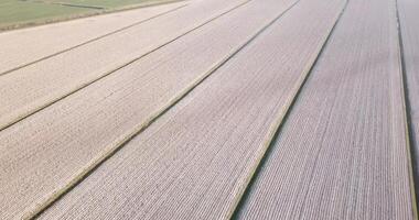 Brown field plots near green rows in autumn aerial view video