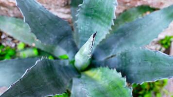 Green aloe plant with sharp leaf edges grows by stone video