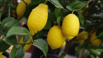 Lemon tree with large ripe fruits on blurred background video
