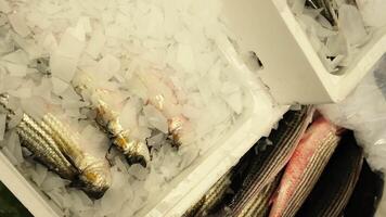 Boxes with raw white mullet fish and crashed ice at market video