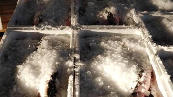 Pouring ice crumbles into containers with white mullets video
