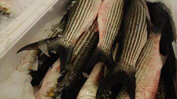 Pile of delicious fresh raw white mullets in container video