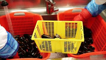 Workers in gloves sort and clean fresh mussels in baskets video