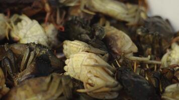Huge pile of delicious fresh raw crabs lying in container video