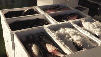 Worker pours ice into containers with fresh raw mullets video