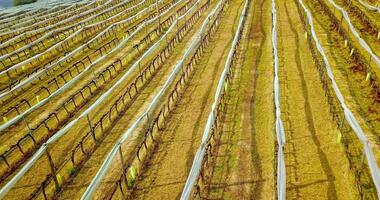 Mown brown grass rows dividing vine rows with folded nets video
