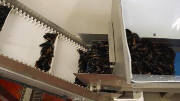 Fresh mussels transported by conveyor from container in shop video