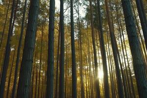 Sunbeams Filtering Through a Golden Forest photo