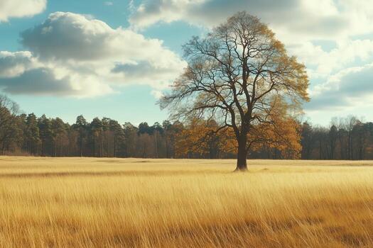 Golden Fields and Majestic Tree Under a Bright Sky photo