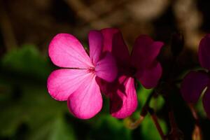 Vibrant pink flower blooms under soft sunlight in a serene garden during the afternoon photo