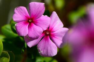 Delicate pink flowers bloom vibrantly under the warm sunshine in a lush garden setting photo