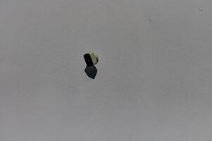 A solitary paintbrush floating above a pale surface, capturing a moment of artistic inspiration in the studio photo