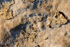 Fossilized imprints reveal ancient life in rock layers on a sunny afternoon in nature gallery. photo