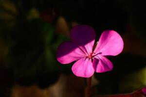 A delicate pink flower softly illuminated in the shadows of a lush garden during golden hour photo