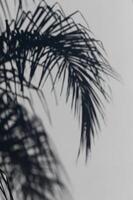 Silhouetted palm leaves gracefully sway against a soft white background in tranquil daylight photo