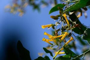 Bright yellow blossoms sway gently under a clear blue sky in a vibrant spring afternoon garden photo