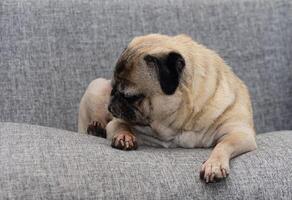 A cozy pug resting on a soft grey sofa, enjoying a quiet afternoon indoors with a touch of serenity photo