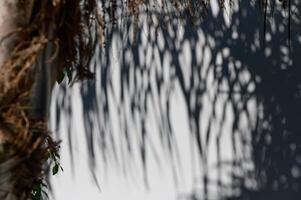 Mysterious shadows dance across a serene white surface under soft daylight in a tranquil outdoor setting photo